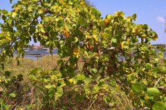 WP_20170804_13_48_38_Rich